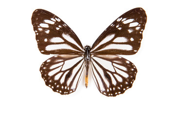 Fototapeta na wymiar Black and white Butterfly Danaus melanipus isolated