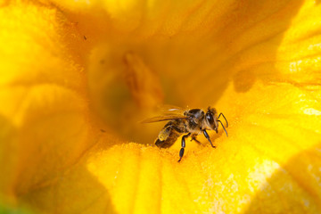 Bee