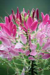 Obraz premium Mountain dew and flower..