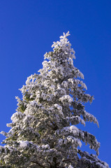 Verschneite Tanne