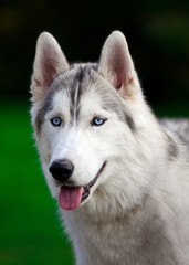 Siberian Husky