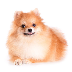 Obraz premium Pomeranian Dog