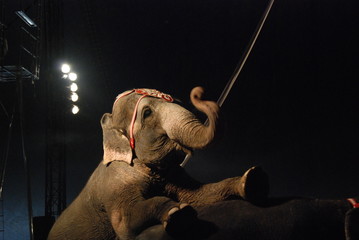 Circus Elephant