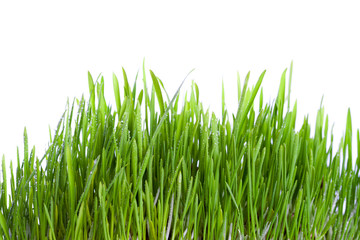 Obraz premium fresh wet grass