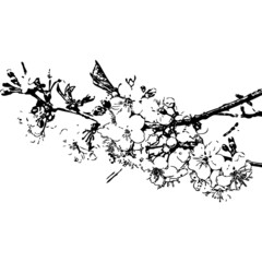 Naklejka premium sakura