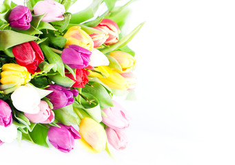 Colorful fresh spring tulips flowers on white background