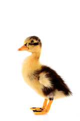 Duckling isolated on white