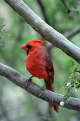 Saguaro National Park, USA..