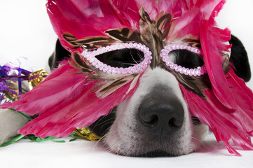 Dog in feather mask