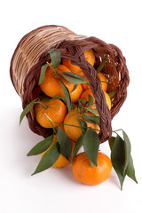 Cesta mandarini 1
