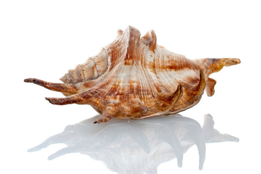 Sea seashell