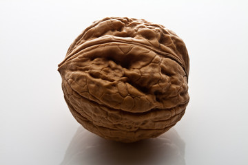 Obraz premium orzech włoski