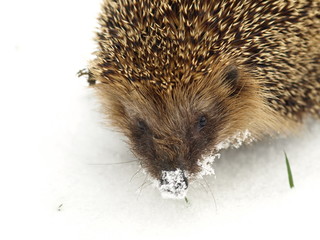 Igel / Erinaceus europaeus