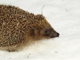 Igel / Erinaceus europaeus im Schnee