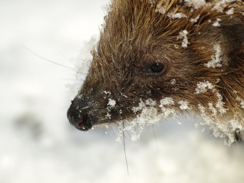 Igel / Erinaceus europaeus im Schnee