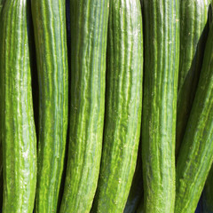 fresh green cucumbers closeup, background