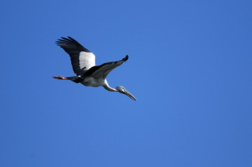 Asian Openbill stork