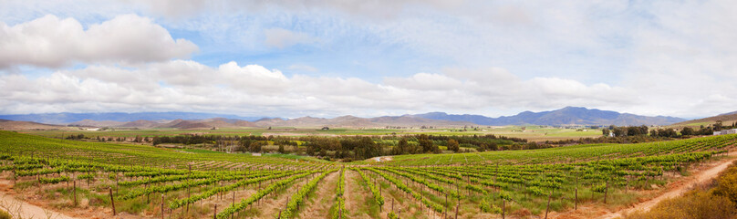 Fototapeta na wymiar Winnica w regionie South African winelands