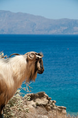 Mountain ram over blue sea