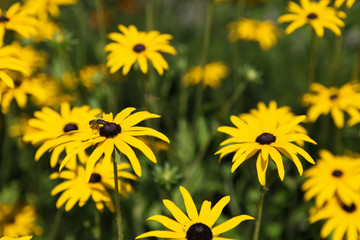 Biene auf gelber Blume