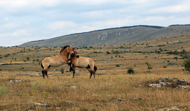 couple de petits chevaux sauvage de przewalski en libert&eacute;