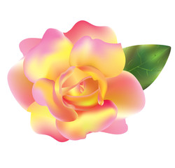 Obraz na płótnie Canvas blooming rose