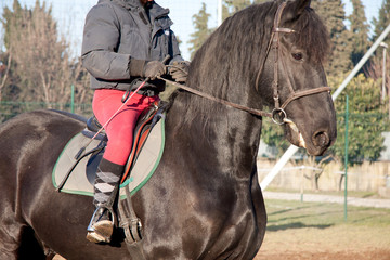 Fototapeta premium cavallo con fantino