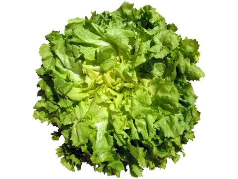 Salade chicor&eacute;e scarole