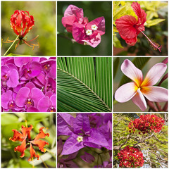Collage de fleurs tropicales