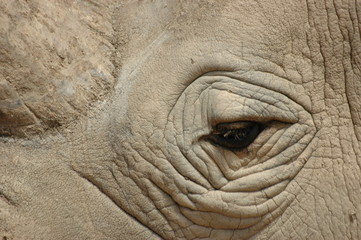 oeil de rhinoc&eacute;ros