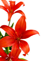 Flower Lily closeup
