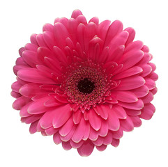 gerbera full isolated on white background, without shadows