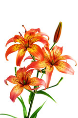 Flower Lily closeup