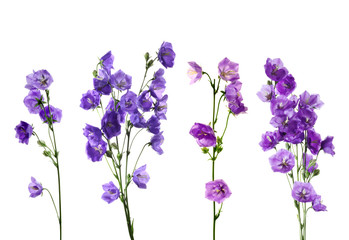 Naklejka premium Fresh bouquet of blue and white bell flowers