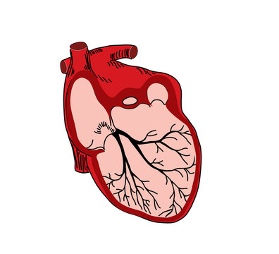 vector illustration of open heart