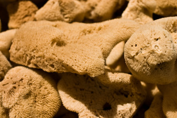 Gąbki © Pawel Zdybel