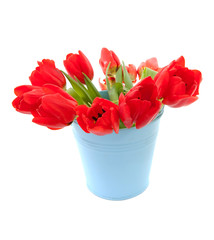 Blue bucket with red tulips over white background