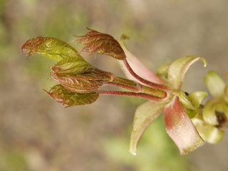 Ahorn (Acer). Junger Trieb.