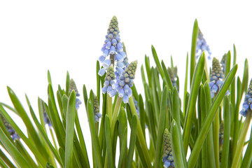 Fototapeta na wymiar Muscari botryoides flowers also known as blue grape hyacinth