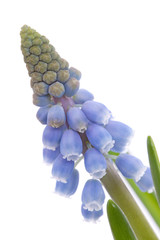 Muscari botryoides flower also known as blue grape hyacinth - obrazy, fototapety, plakaty