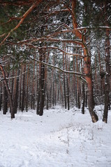 forest under snow