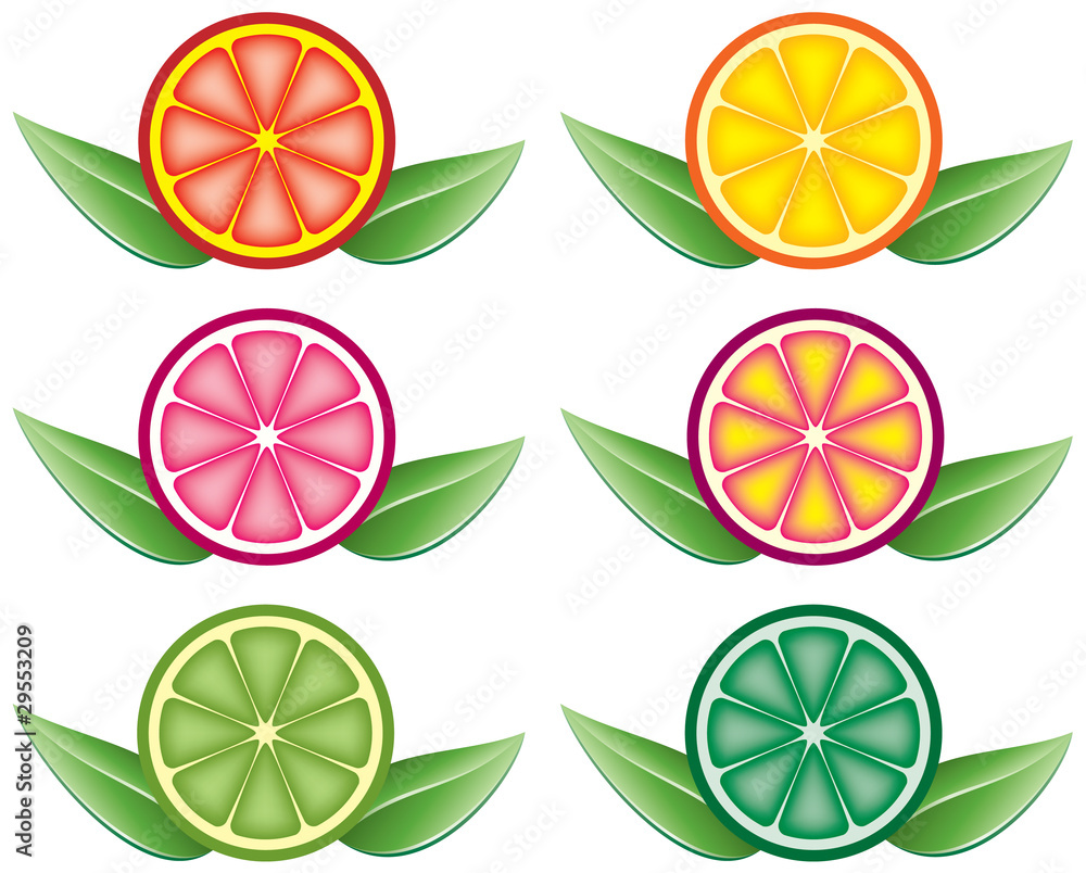 Poster vector set of colorful citrus slices