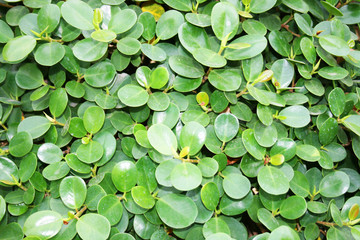 Green leaf in Thailand.