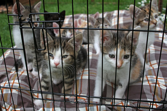Katzenbabys in einerm K&auml;fig
