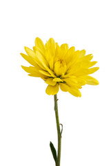 yellow chrysanthemum on a white background