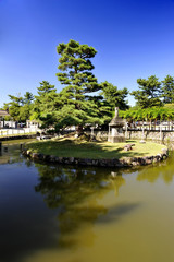Japanese garden