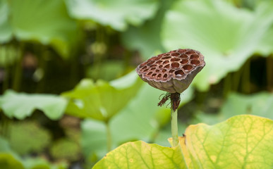 Lotus fruit