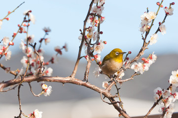 メジロと白梅