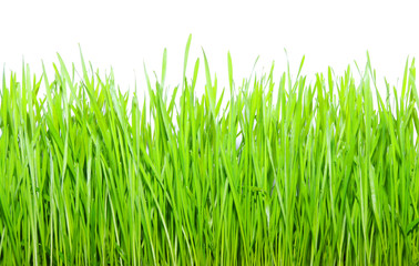 green grass
