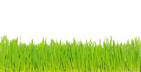 Fototapeta premium green grass
